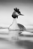 Image. Great Crested Grebe
