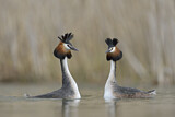 Image. Great Crested Grebe