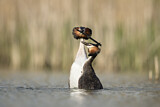 Image. Great Crested Grebe