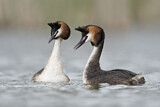 Image. Great Crested Grebe