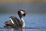 Image. Great Crested Grebe