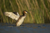 Image. Great Crested Grebe