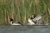 Image. Great Crested Grebe