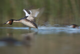 Image. Great Crested Grebe