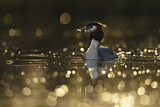 Image. Great Crested Grebe