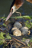 Image. Great Crested Grebe