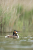 Image. Great Crested Grebe