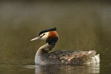 Image. Great Crested Grebe