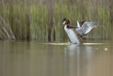 Image. Great Crested Grebe