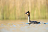 Image. Great Crested Grebe