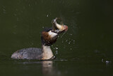 Image. Great Crested Grebe