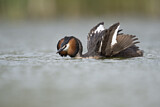 Image. Great Crested Grebe