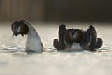 Image. Great Crested Grebe