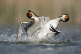 Image. Great Crested Grebe