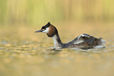 Image. Great Crested Grebe