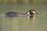 Image. Great Crested Grebe