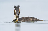 Image. Great Crested Grebe