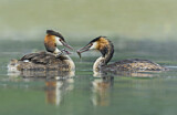 Image. Great Crested Grebe