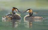Image. Great Crested Grebe
