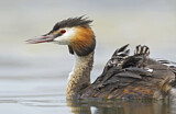 Image. Great Crested Grebe