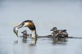 Image. Great Crested Grebe
