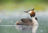 Image. Great Crested Grebe