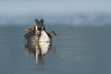 Image. Great Crested Grebe