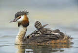 Image. Great Crested Grebe