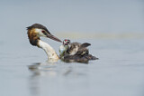 Image. Great Crested Grebe