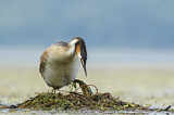 Image. Great Crested Grebe