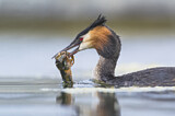 Image. Great Crested Grebe