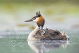 Image. Great Crested Grebe