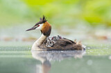 Image. Great Crested Grebe