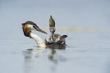 Image. Great Crested Grebe
