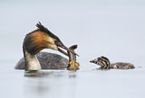 Image. Great Crested Grebe