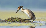 Image. Great Crested Grebe