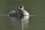 Image. Great Crested Grebe