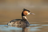 Image. Great Crested Grebe