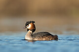 Image. Great Crested Grebe