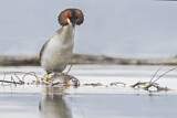 Image. Great Crested Grebe