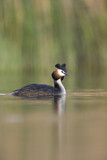 Image. Great Crested Grebe