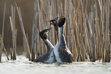 Image. Great Crested Grebe
