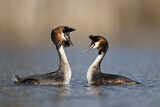 Image. Great Crested Grebe