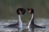 Image. Great Crested Grebe