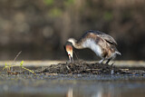 Image. Great Crested Grebe