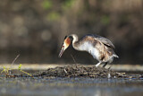 Image. Great Crested Grebe