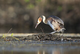 Image. Great Crested Grebe