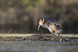 Image. Great Crested Grebe