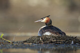 Image. Great Crested Grebe
