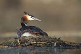 Image. Great Crested Grebe